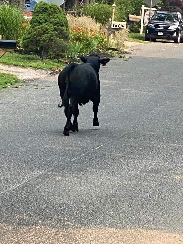 The loose bull was photographed on Montgomery Street.